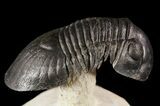 Spectacular Flying Paralejurus Trilobite Fossil - #49579-1